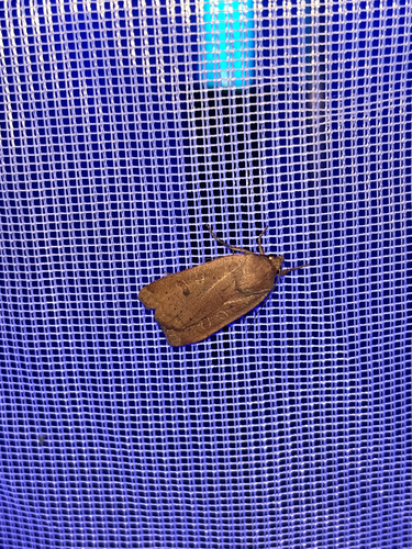 Lesser Yellow Underwing