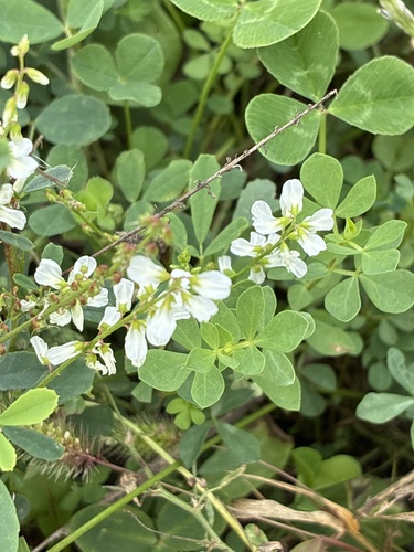 White Sweetclover