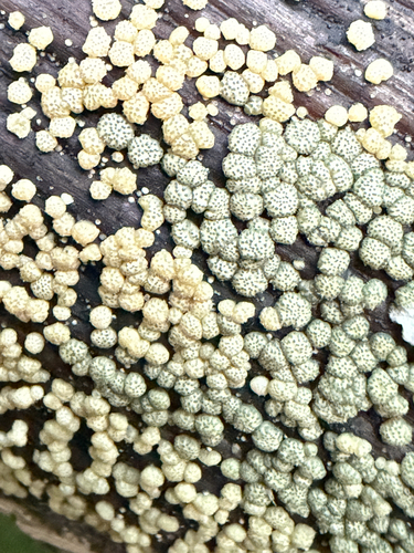 Trichoderma gelatinosum