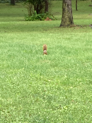 Eastern Fox Squirrel