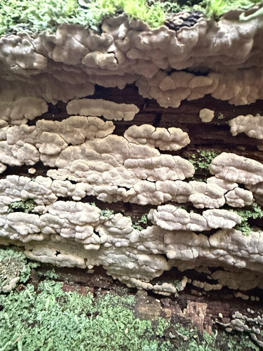 ceramic parchment