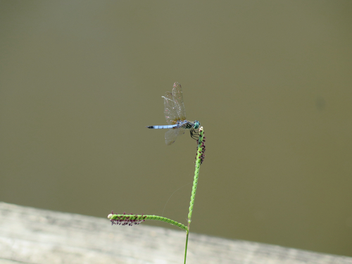 Blue Dasher