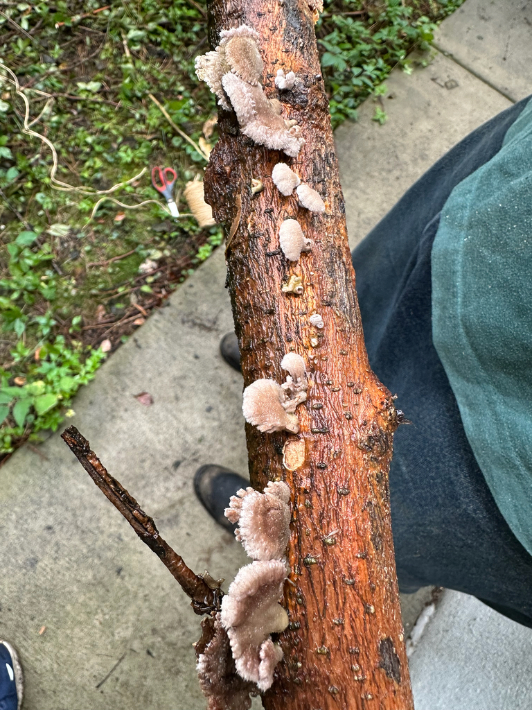 splitgill mushroom · September 2026 · photo: Photo: (c) Evan H, some rights reserved (CC BY) · iNaturalist