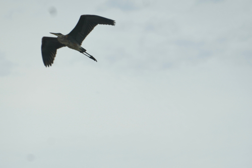 Great Blue Heron