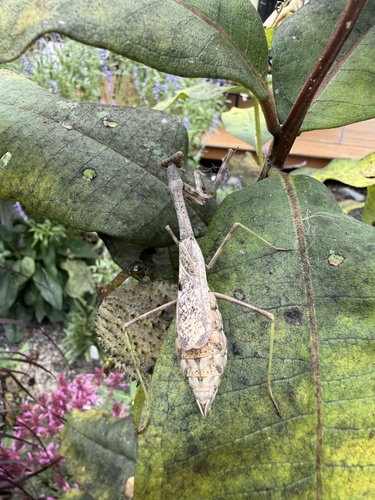 Carolina Mantis