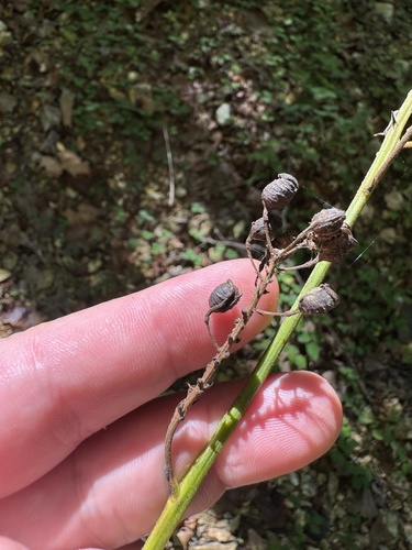 black cohosh