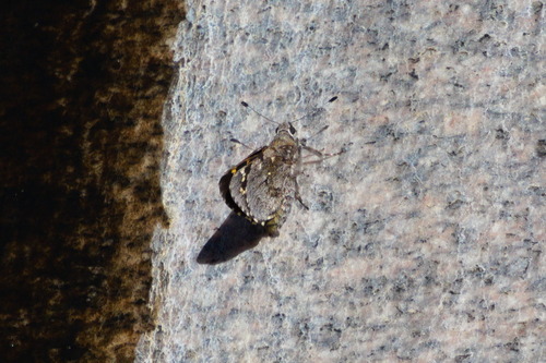 Arizona Giant-Skipper photo 4