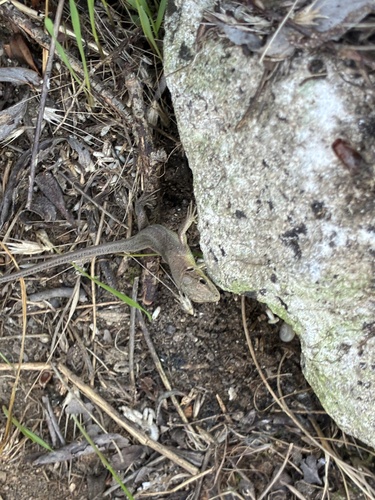 Green Lizard