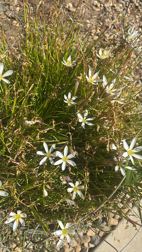 White rain-lily