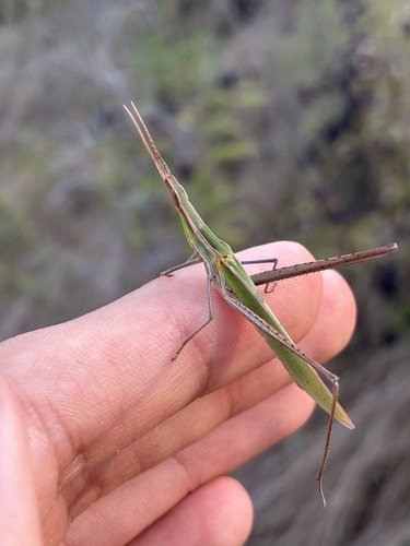 Mediterranean Slant-faced Grasshopper