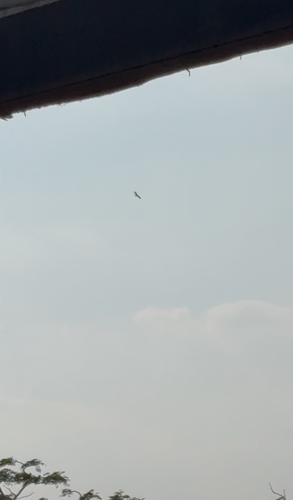 Black Kite