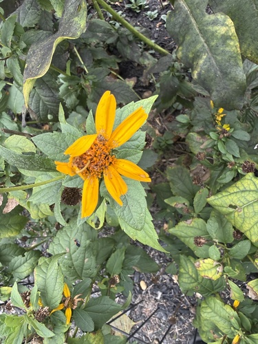 false sunflower