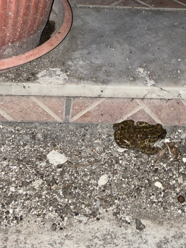 Green Toad