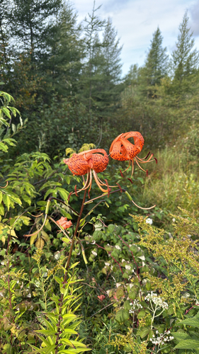tiger lily