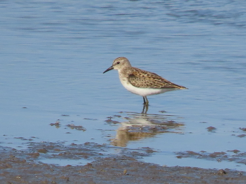 Least Sandpiper