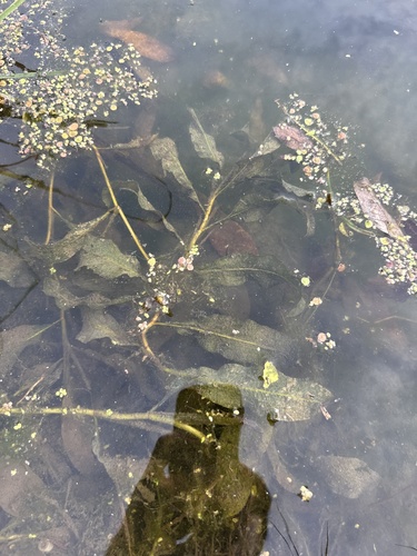 Potamogeton lucens, photograph 4