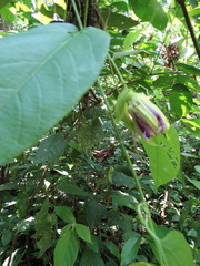 Passiflora serratifolia