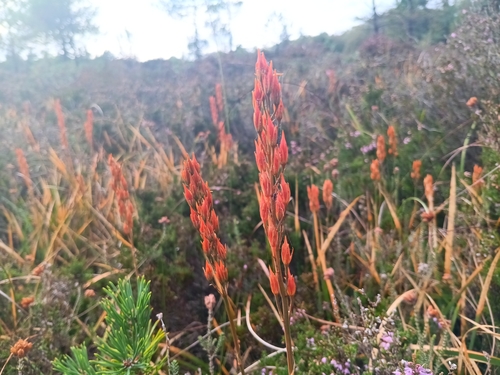 bog asphodel