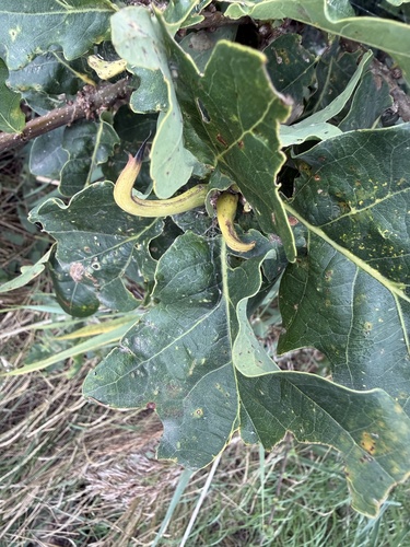 Ram's Horn Gall Wasp
