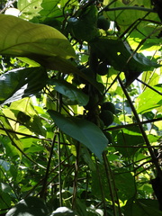 Vasconcellea cauliflora