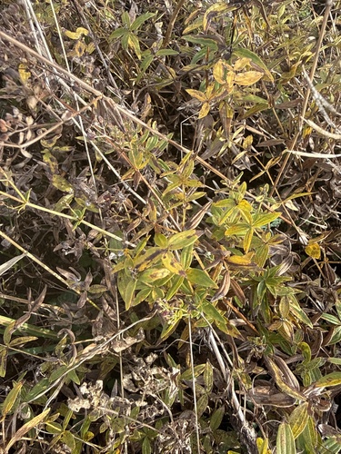 Galium rubioides, photograph 5