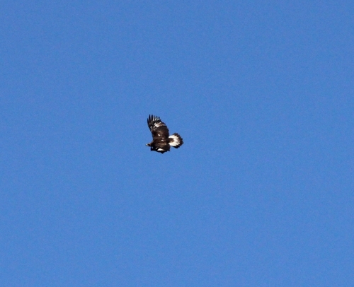 Golden Eagle