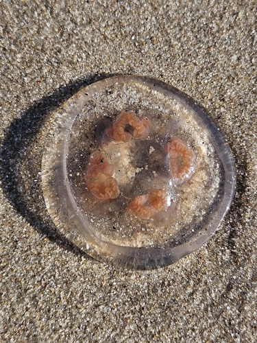 Common Moon Jelly