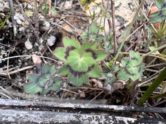 (c) Charleen Brunke, some rights reserved (CC BY) Pelargonium tabulare, photograph (c) Charleen Brunke, some rights reserved (CC BY)
