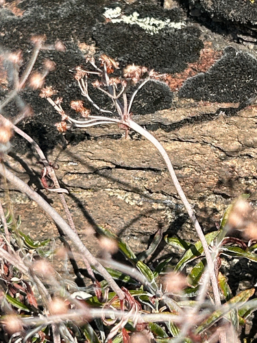 Eriogonum heracleoides, photograph 3