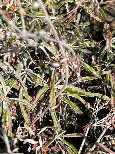 Eriogonum heracleoides, photograph 2