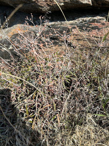 Eriogonum heracleoides, photograph 1