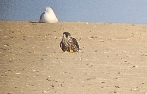 Peregrine Falcon