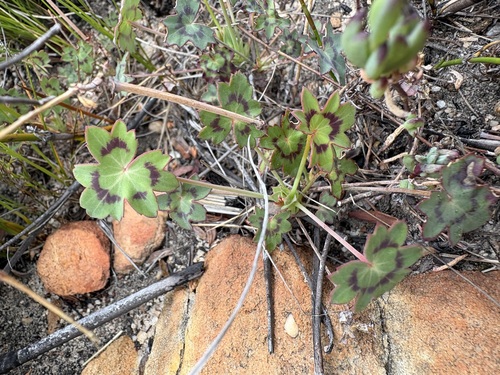 Pelargonium tabulare