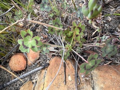 Pelargonium tabulare