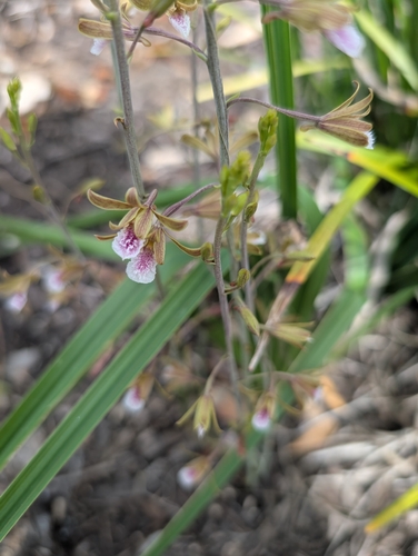 Eulophia graminea, photograph 4