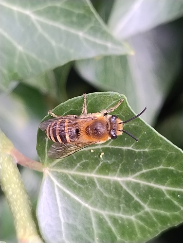 Ivy Cellophane Bee
