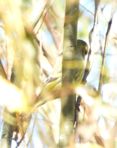 Eurasian Siskin