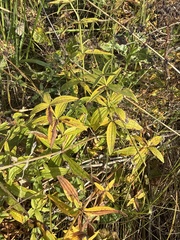 Galium rubioides, photograph (c) Stanislav Murashkin, some rights reserved (CC BY)