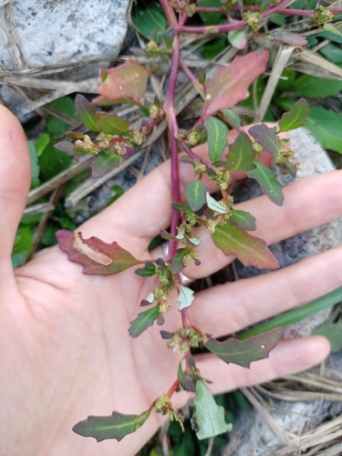 oak-leaved goosefoot