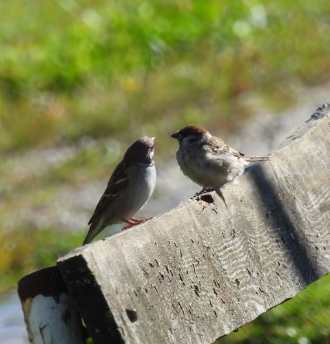 Eurasian Tree Sparrow