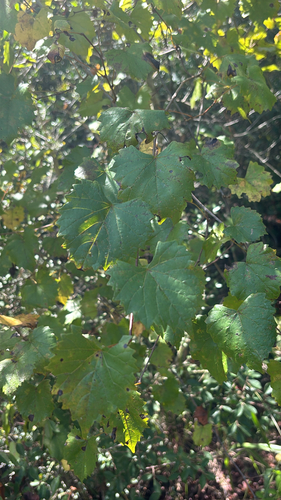 muscadine