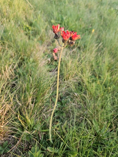 orange hawkweed
