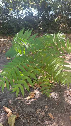 tree-of-heaven