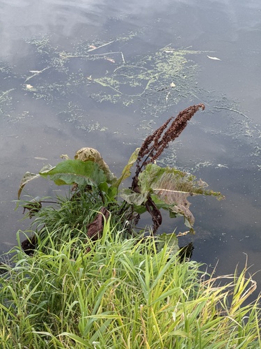 Rumex aquaticus, photograph 1