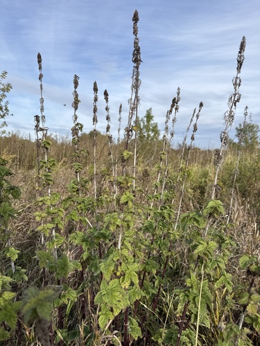 great stinging nettle