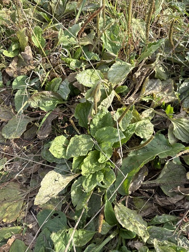 greater plantain
