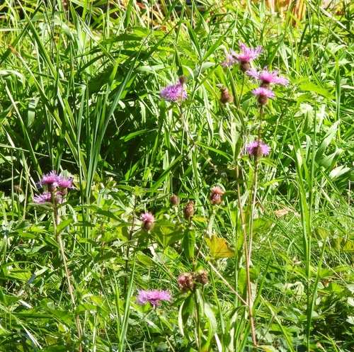 Wig Knapweed