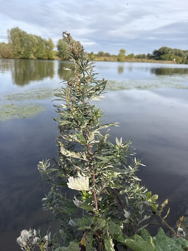 common mugwort