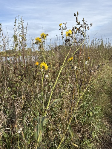 Hawkweed Oxtongue