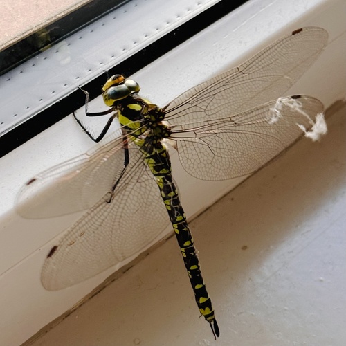 Southern Hawker